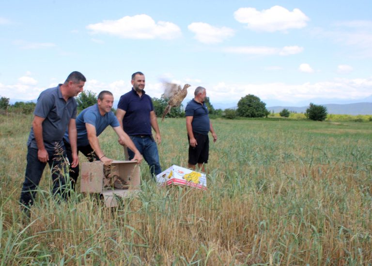 ახმეტელი