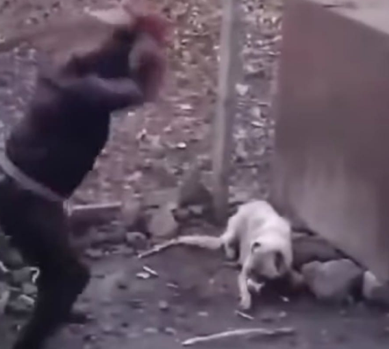 ძალადობა ძაღლზე